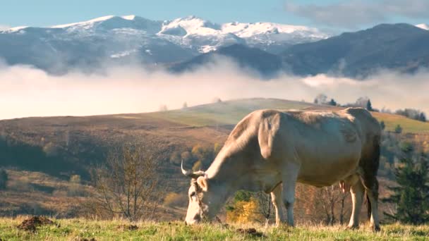 Farmářská Kráva Pasoucí Vysokohorské Louce Letních Horách — Stock video