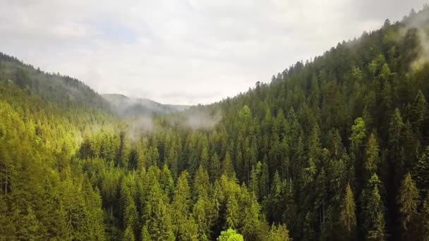 夏季绿山覆盖着常绿云杉林的空中景观 — 图库视频影像