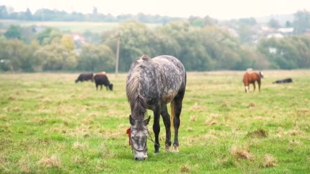 夏のフィールドで美しい灰色の馬の放牧 養鶏場のある緑の牧草地 — ストック動画