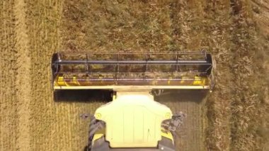 Buğday tarlasını hasat eden hasatçının hava görüntüsü.