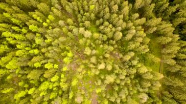 Yeşil çam ormanlarının havadan görünüşü yaz dağlarında çam ağaçlarından gölgeler..