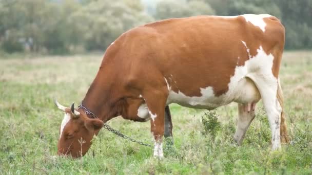 Pâturage Vaches Laitières Brunes Sur Herbe Verte Dans Les Prairies — Video