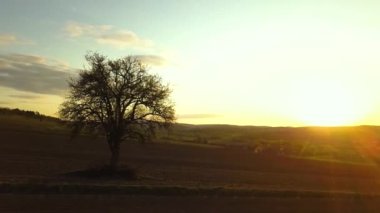 Yazın köyde büyüyen büyük yeşil bir ağacın havadan görünüşü..
