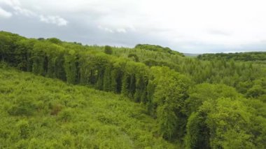 Yaz rüzgarında sallanan yeşil yapraklı orman ağaçlarından gölgeler..