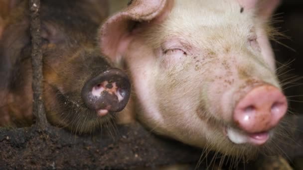 Close Dois Porcos Gordos Sujos Descansando Fazenda Estável — Vídeo de Stock