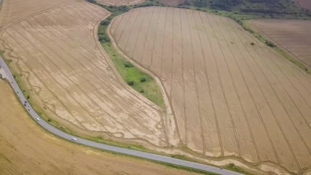 Аерофотозйомка Жовтого Сільськогосподарського Пшеничного Поля Готового Збирання Кінці Літа — стокове відео
