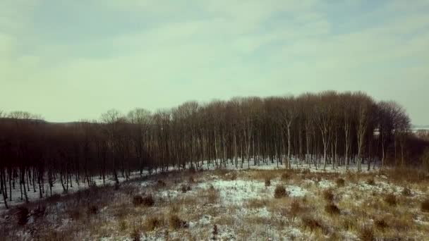 Widok Powietrza Goły Las Zimowy — Wideo stockowe