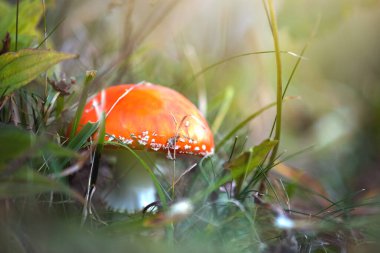 Sonbahar ormanlarında yetişen kızıl sinek mantarı zehirli mantar..
