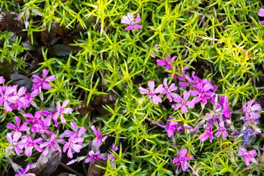 Yeşil parkta açan rengarenk bahar çiçeklerinin yakın çekimi.