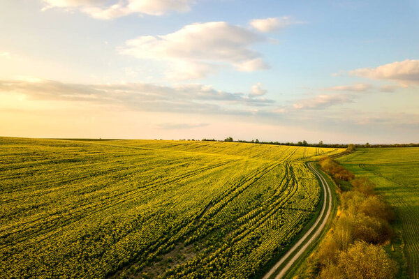 Вид с воздуха на ярко-зеленое сельскохозяйственное поле с выращиванием рапсовых растений и пересечение грунтовой дороги на закате.