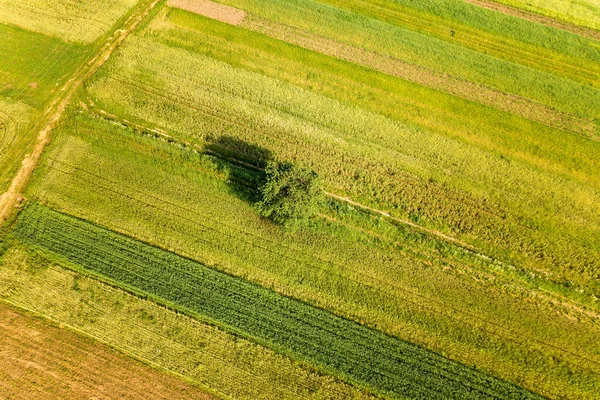 Vista Aérea Solo Árbol Que Crece Solo Campos Agrícolas Verdes — Foto de Stock