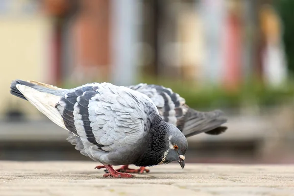 Gri Güvercinlerin Yakınından Yiyecek Aramak Için Şehir Caddesinde Yürüyen Kuşlar — Stok fotoğraf