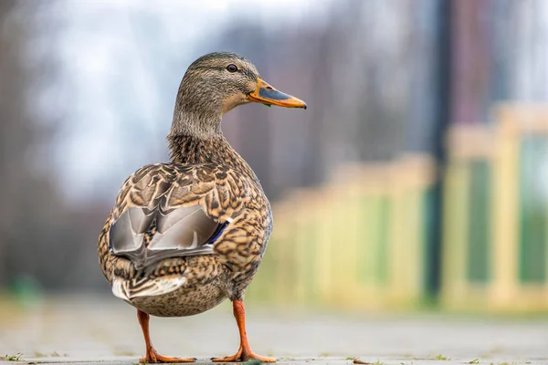 Pato Selvagem Cinza Andando Parque Verão — Fotografia de Stock