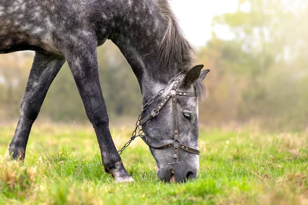 Schöne Graue Pferde Grasen Sommer Feld Grüne Weide Mit Fütterungshengst — Stockfoto
