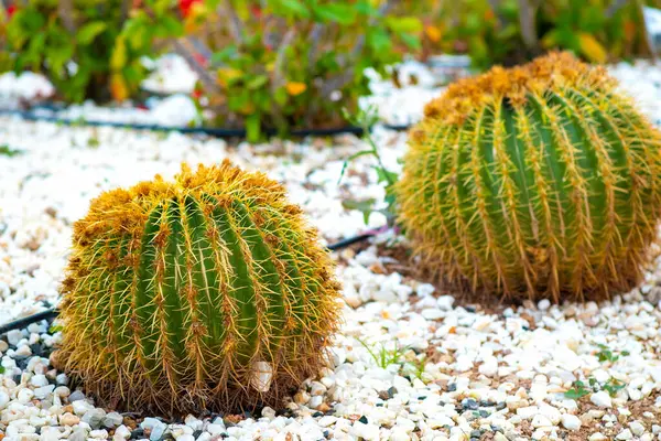 公園の屋外の小石で覆われた地面に鋭い棘のある緑の丸い熱帯サボテンの植物 — ストック写真