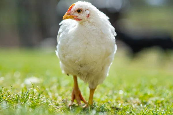 Galline Nutrono Del Tradizionale Cortile Rurale Primo Piano Pollo Piedi — Foto Stock