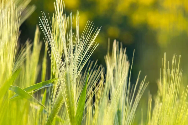 Primer Plano Las Cabezas Trigo Verde Que Crecen Campo Agrícola — Foto de Stock