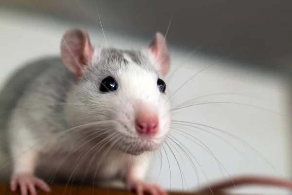 Closeup Funny White Domestic Rat Long Whiskers — Stock Photo, Image