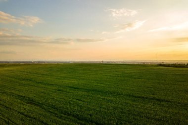 Gün batımında büyüyen kolza tohumu bitkilerinin bulunduğu açık yeşil tarım tarlası manzarası.