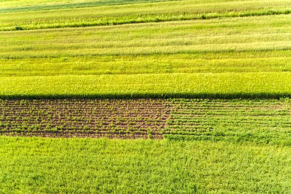 Aerial View Green Agricultural Fields Spring Fresh Vegetation Seeding Season — Stock Photo, Image