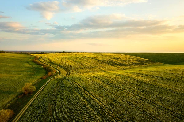 Letecký Pohled Jasně Zelené Pole Zemědělské Farmy Rostoucími Řepkovými Rostlinami — Stock fotografie