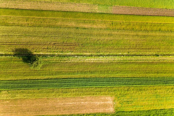 Luftaufnahme Eines Einzelnen Baumes Der Einsam Auf Grünen Landwirtschaftlichen Feldern — Stockfoto