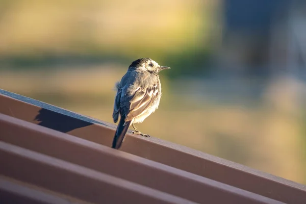 Liten Fågel Sittande Metall Byggnad Tak — Stockfoto