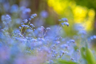 Yeşil parkta açan rengarenk bahar çiçeklerinin yakın çekimi.