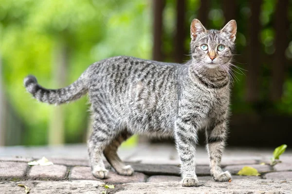 かわいい灰色の縞模様の猫は屋外で夏の通りにカメラを見て立って — ストック写真