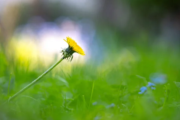 Primer Plano Flores Tiernas Primavera Coloridas Que Florecen Parque Verde — Foto de Stock