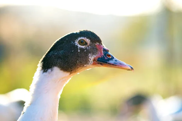 Detalhe Uma Cabeça Pato Patos Alimentam Tradicional Estaleiro Rural Close — Fotografia de Stock