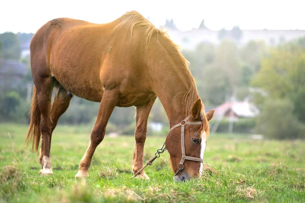 Красивая Каштановая Лошадь Пасущаяся Зеленом Лугу Летнем Поле — стоковое фото
