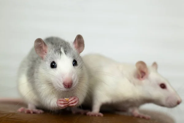Fechar Dois Ratos Domésticos Brancos Engraçados Com Bigodes Longos — Fotografia de Stock
