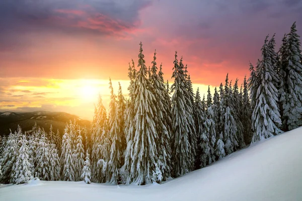 Linda Paisagem Montanha Inverno Árvores Abeto Verde Escuro Altas Cobertas — Fotografia de Stock