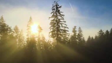 Spruce ormanındaki koyu yeşil çam ağaçlarının hava manzarası sisli sonbahar dağlarında gün doğumu ışınları ile parlıyor..