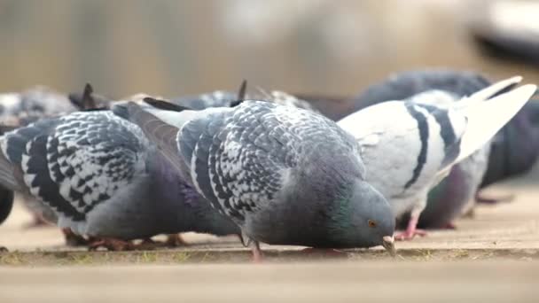 Gri Güvercinlerin Yakınından Yiyecek Aramak Için Şehir Caddesinde Yürüyen Kuşlar — Stok video