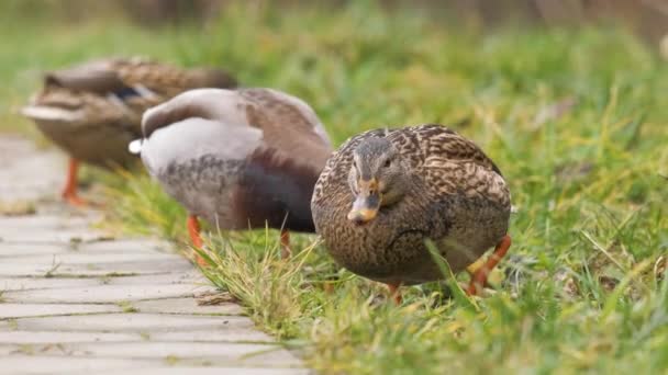 Anatre Selvatiche Che Mangiano Erba Verde Nel Parco Estivo — Video Stock