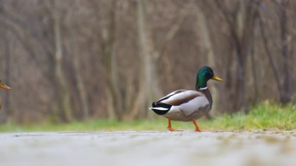 Canard Mâle Tête Verte Marchant Dans Parc Été — Video
