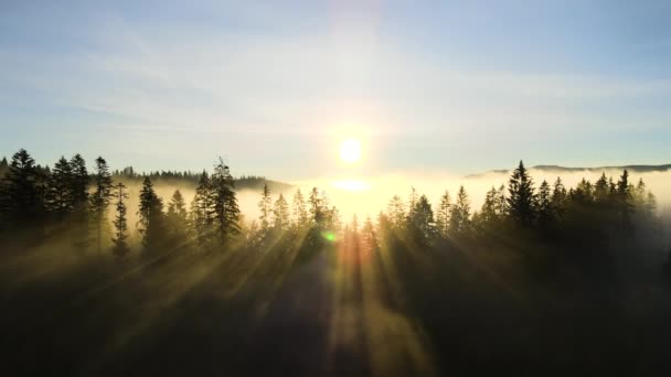 五彩缤纷的青松林 长满了云杉 秋天的群山 枝头闪烁着日出的光芒 — 图库视频影像
