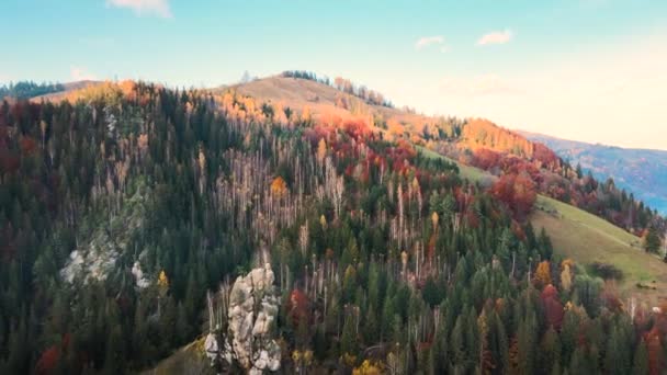 가을에 노란색 과푸른 가문비나무로 뒤덮인 산들을 공중에서 내려다본 — 비디오