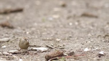 Küçük gri serçe atlıyor ve çiftlik bahçesinde yiyecek arıyor..