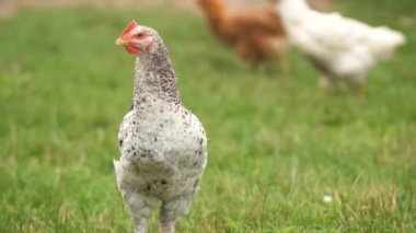 Evcil tavuk yeşil çimlerde yürüyor kırsal eko çiftliğiyle besleniyor.