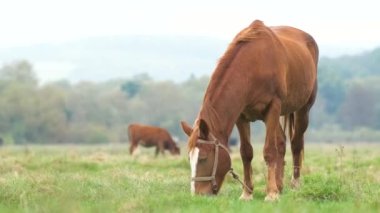 Yaz tarlasında otlayan güzel kestane atı. Çiftlik aygırı besleyen yeşil çayır.