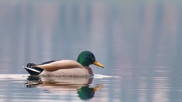 Divoká Kachna Koupající Čisté Jezerní Vodě Letním Parku — Stock video