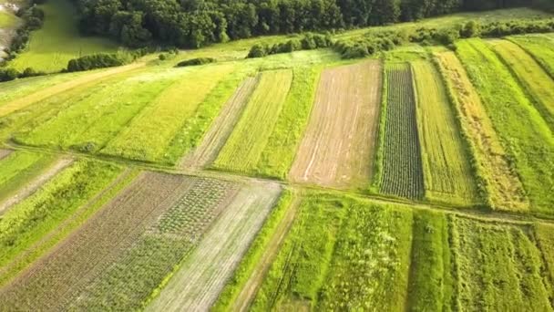 Flygfoto Över Gröna Åkrar Jordbruk Våren Med Färsk Vegetation Efter — Stockvideo