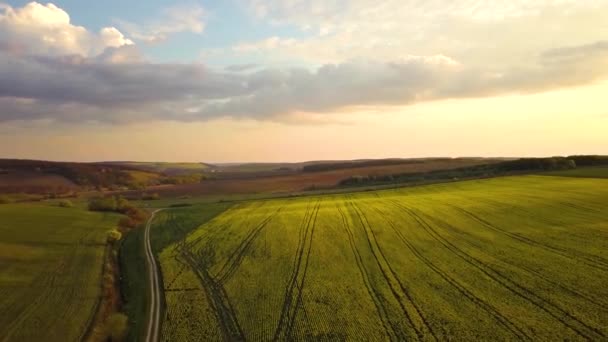 Vue Aérienne Champ Agricole Vert Vif Avec Des Plants Colza — Video