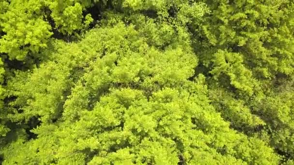 Veduta Aerea Della Foresta Verde Con Tettoie Alberi Estivi Ondeggianti — Video Stock