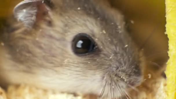 Små Grå Djungel Hamster Råttor Gula Hem Bur — Stockvideo