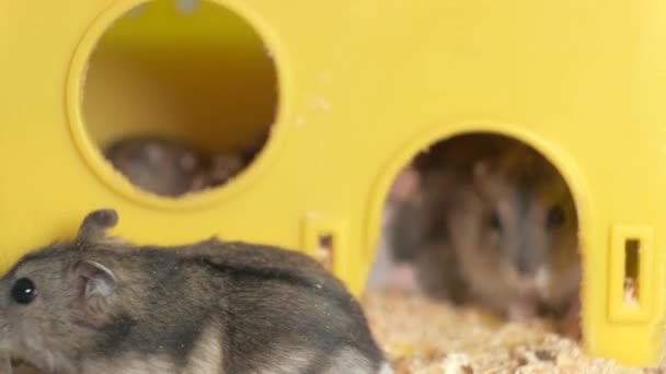 Small Gray Jungar Hamster Rats Yellow Home Cage — Stock Video