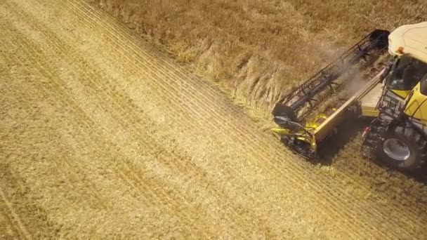 大規模な熟したコムギ畑を収穫コンバイン収穫の空中ビュー — ストック動画